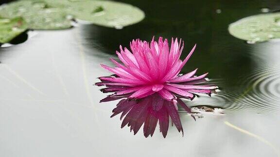 美丽的粉色睡莲在宁静的池塘与雨水落在水上慢镜头b滚动镜头