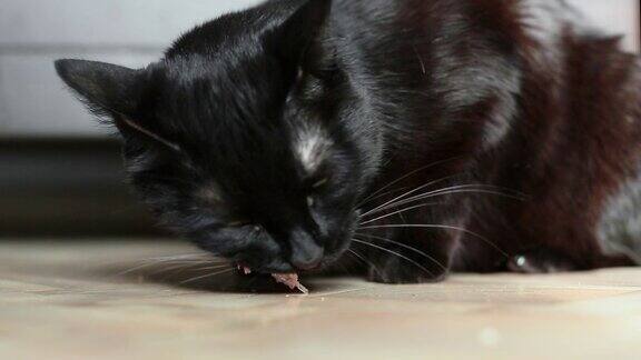 特写视频-黑猫吃肉