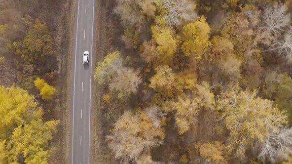 秋天开车旅行在黄秋林乡间小路