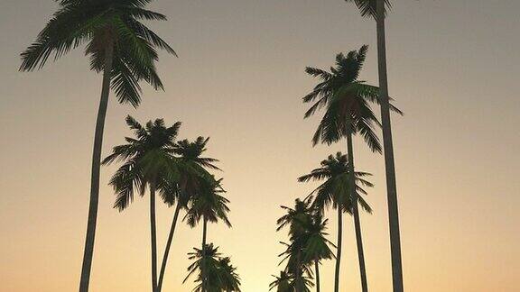 在夕阳下穿过棕榈树