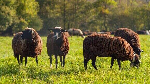在牧场上吃草的黑羊