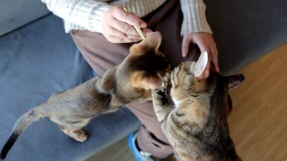 这位妇女正在喂小猫