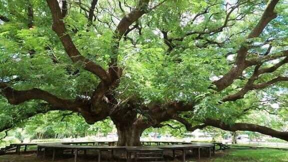 泰国北碧府的巨型雨树或猴子荚