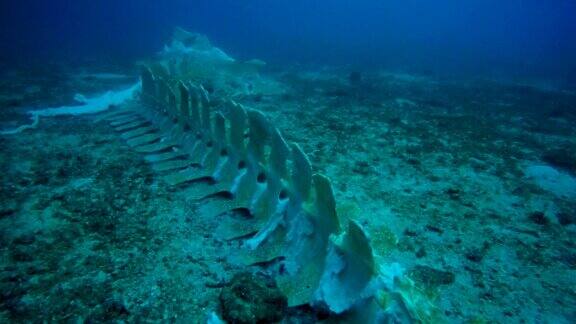 水下珍稀鲸鱼骨架