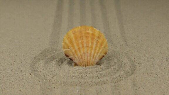一个美丽的贝壳躺在一圈沙子里