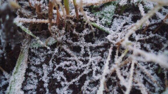 植物覆盖着白霜和雪的土地