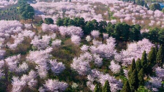 樱花樱桃树