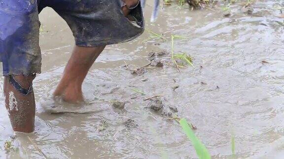 为了种植水稻人们在水中松地乌布印尼巴厘岛