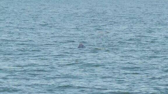 伊甸鲸布莱德鲸在泰国湾吃鱼