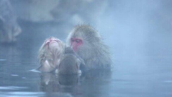 雪猴日本猕猴家族在温泉