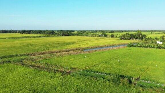 越南湄公河三角洲灿寿周围的稻田