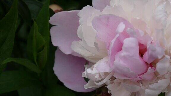 粉红色的牡丹花近距离放在花坛上高清视频画面静态摄像机