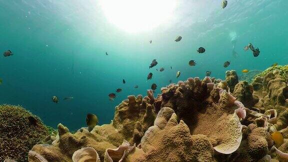 珊瑚礁和热带鱼Camiguin、菲律宾