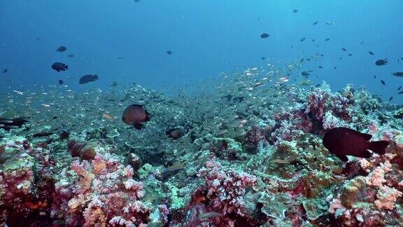 珊瑚礁生态系统生物多样性碳捕获系统
