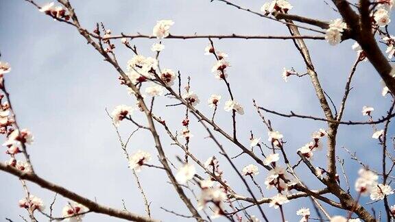 杏色花白色的花朵盛开在春天