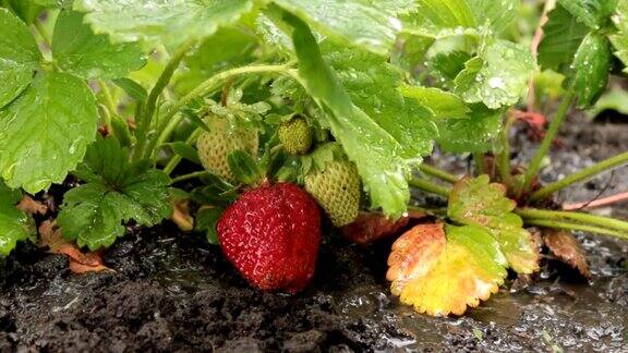 雨落在成熟的红草莓上