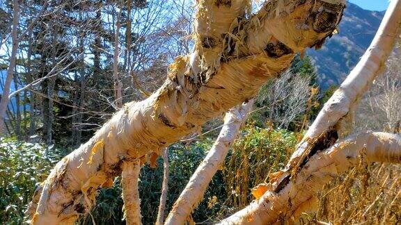 这棵树的树枝生长在日本KurobeDam的山上