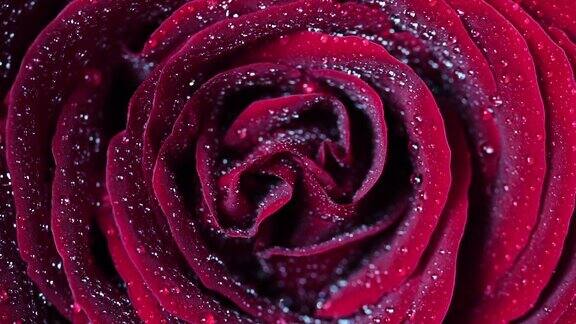 慢镜头微景水喷在红色玫瑰的花瓣