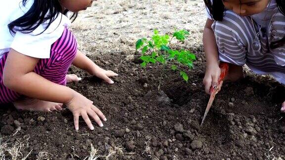 泰国小女孩在地上种一棵树慢镜头生态学(第3部分)