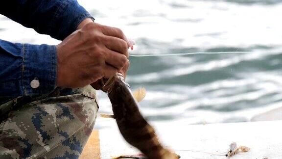 生石斑鱼被渔民捕获