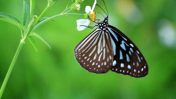 蝴蝶的生命