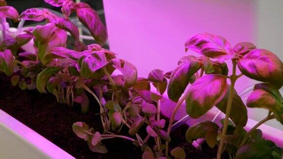 在人工LED照明下种植植物有机水培菜园