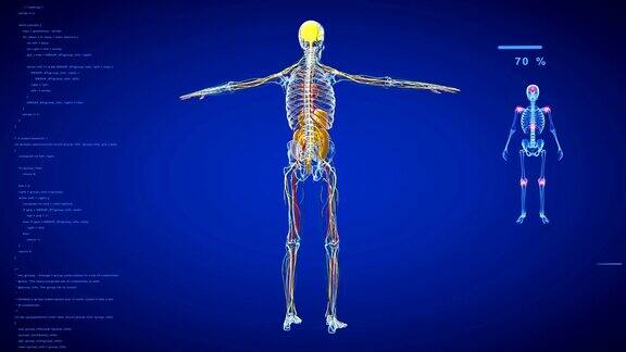 男人全身扫描骨骼和内部器官