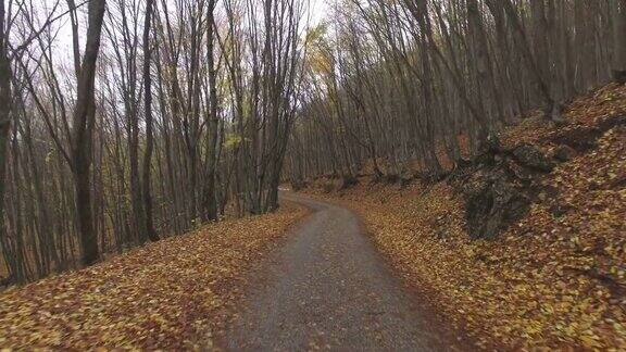 秋天森林公路没有汽车