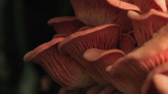 粉色蘑菇生长特写