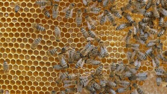 4K靠近蜂房蜂巢的蜜蜂