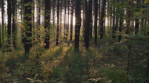 树林里的日落