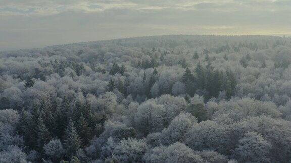 黑色森林在冬天视野广阔