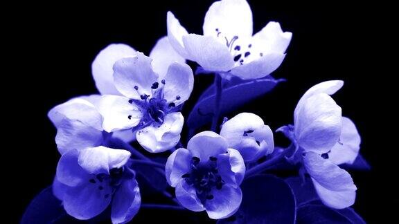 春天蓝色的花儿开了春光明媚梅花开时隐时现极端化近时间流逝的复活节新鲜粉红盛开的梅花特写盛开的美好的世界
