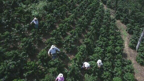 人们在咖啡农场收集咖啡豆的鸟瞰图