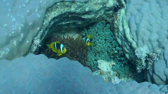 小丑鱼在海葵上游泳在硬珊瑚的裂缝(黄斑珊瑚)红海海葵鱼或三带海葵鱼(双齿海葵)摄像机向前移动慢动作