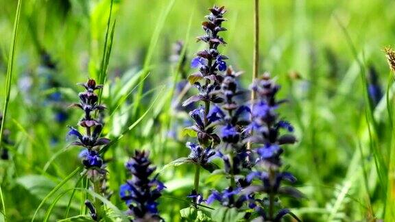 田野里美丽的蓝色花朵一个温暖阳光明媚的日子宜人的风