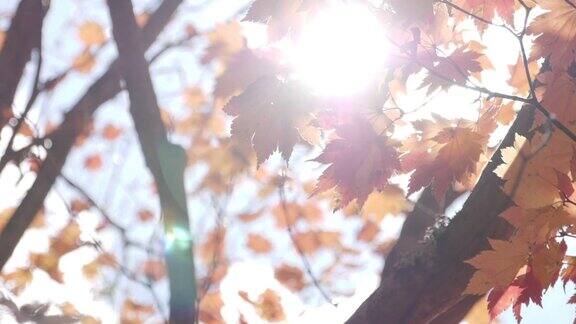 阳光透过秋天的枫树在公园
