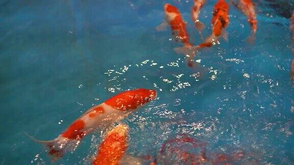 金鱼在水里