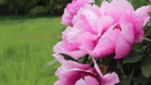 盛开着美丽的粉红色大花的牡丹