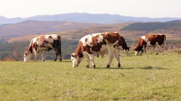 奶牛在高山上吃草