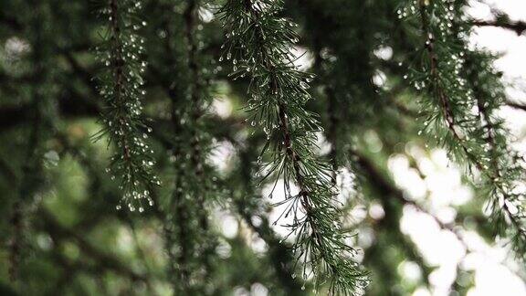 翠绿的落叶松树枝上挂着雨滴在风中飘动