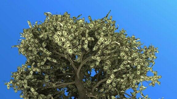 树的钱