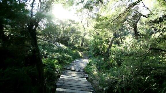 徒步者在天然绿色森林与徒步路线的POV