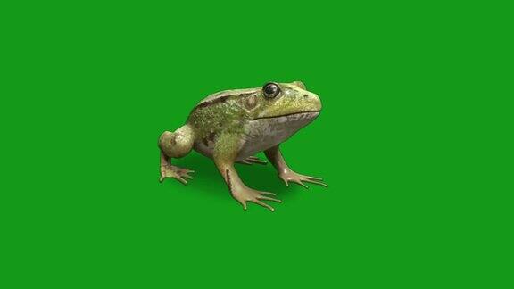 青蛙运动图形与绿色屏幕背景