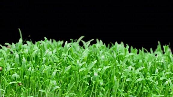 幼苗微绿时间推移香菜的种子在地下发芽微绿色在家种苗农产品健康营养温室中黑色背景的有机食品