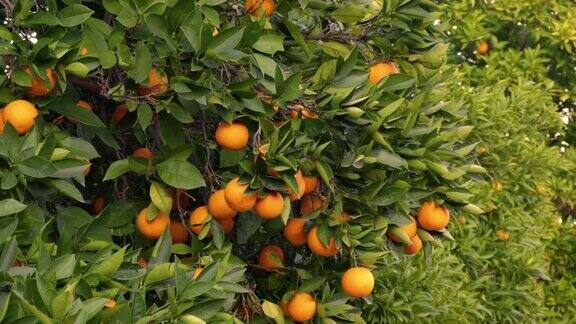 橘子树上的水果
