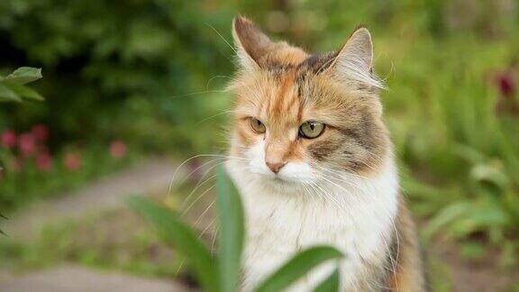 傲慢的短毛家养搞笑虎斑猫偷偷穿过新鲜的绿色草地草地背景夏天小猫在花园后院散步宠物保健和动物概念