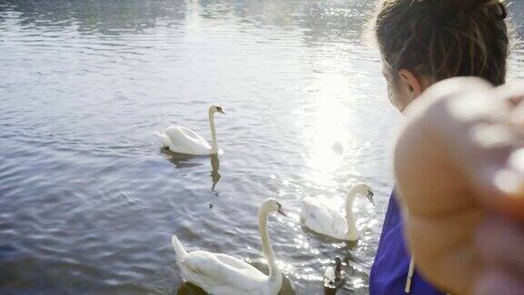 女孩在河边喂天鹅时自拍