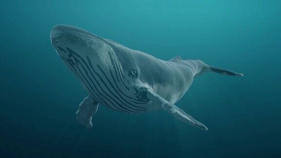 在海洋或海洋中游泳的蓝鲸逼真的3d数字动画