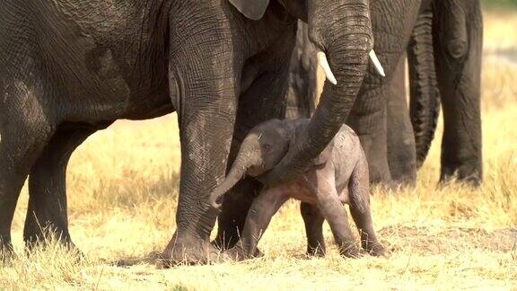 刚出生的小象博茨瓦纳令人难以置信的镜头